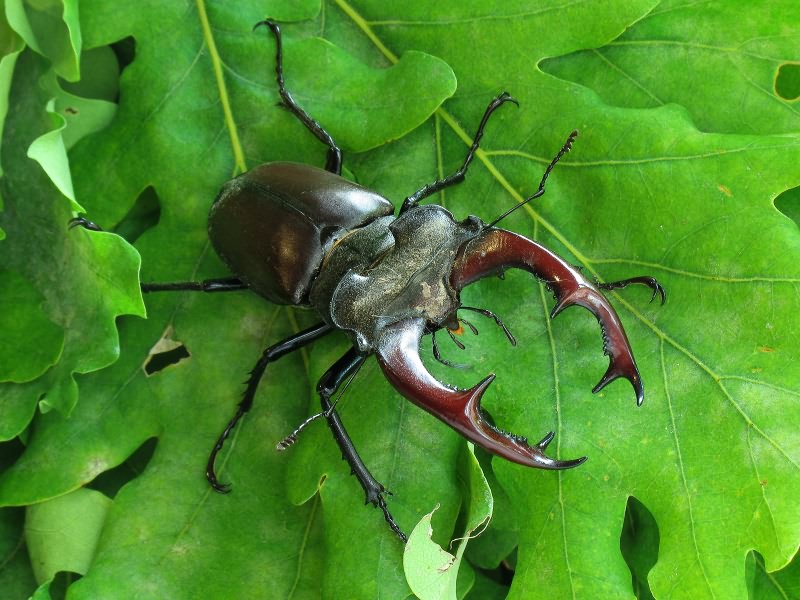 Lucanus cervus (Linnaeus, 1758)